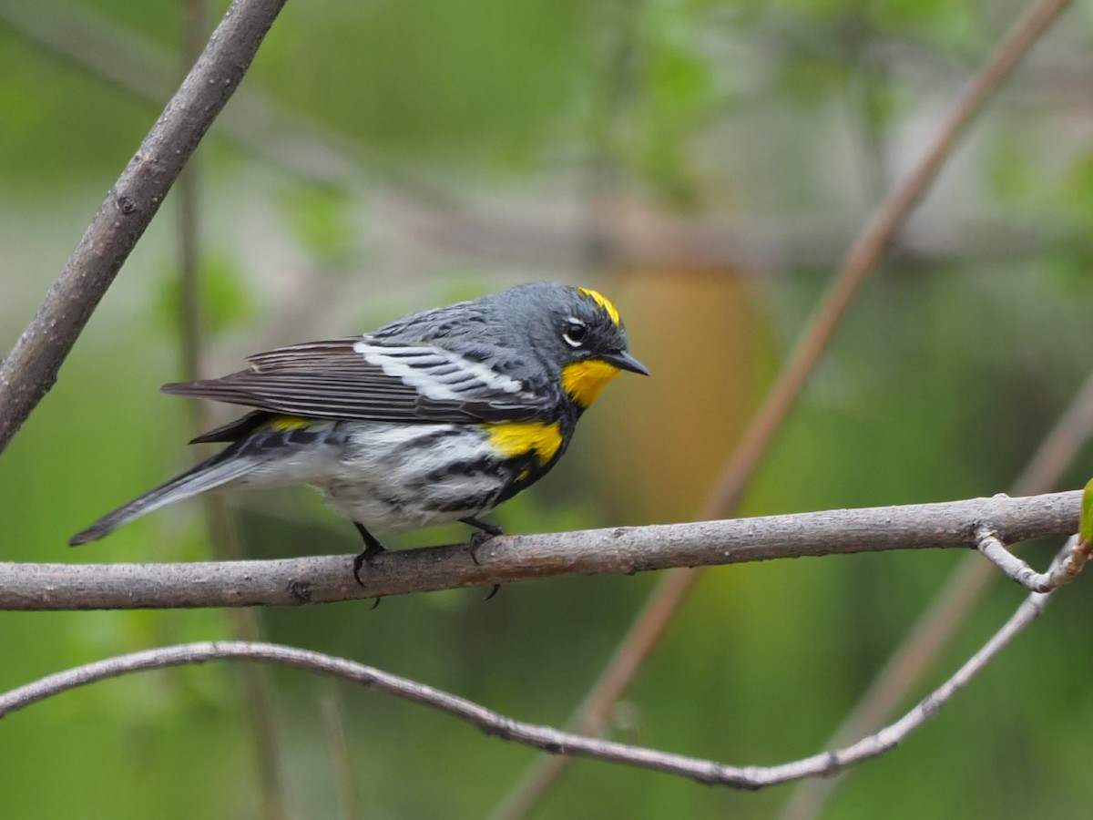 Yellow-rumped Warbler (Audubon's) - ML570223041
