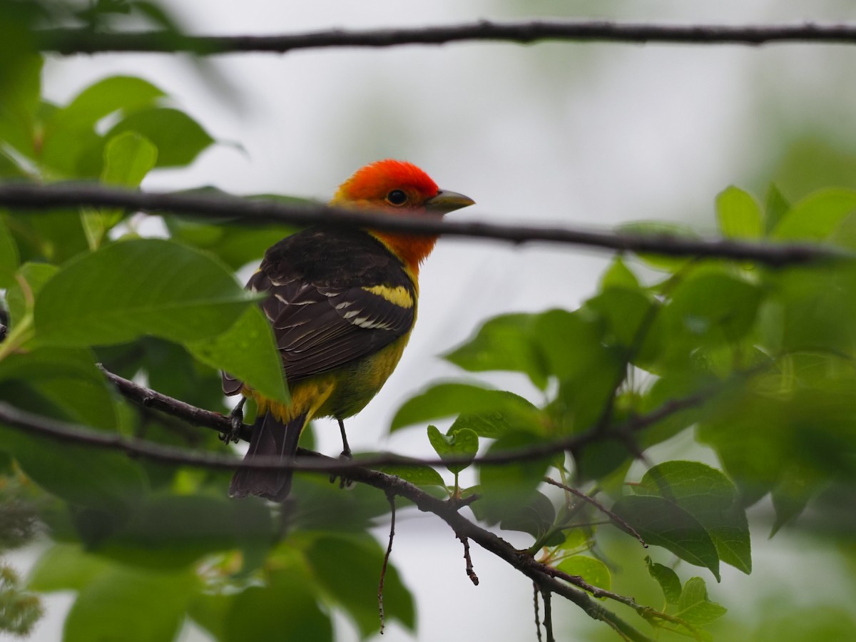 Western Tanager - ML570223081