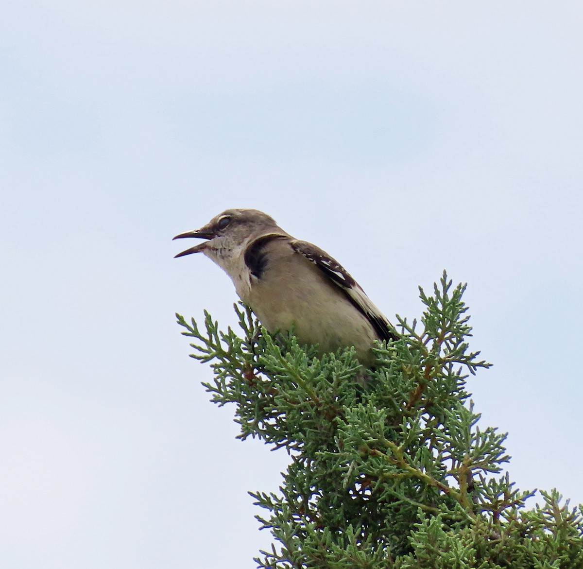 Northern Mockingbird - ML570223951