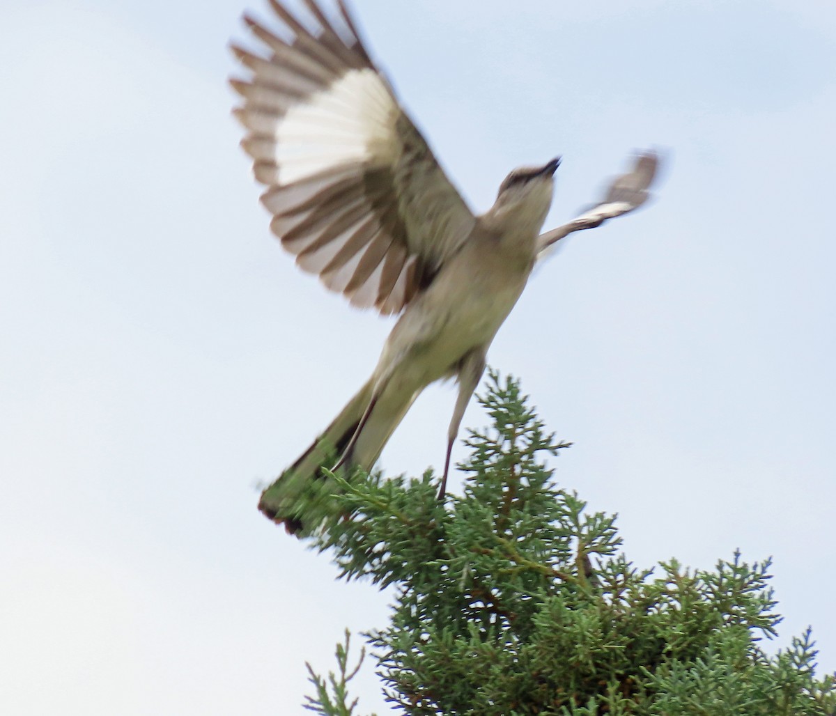 Northern Mockingbird - ML570223961