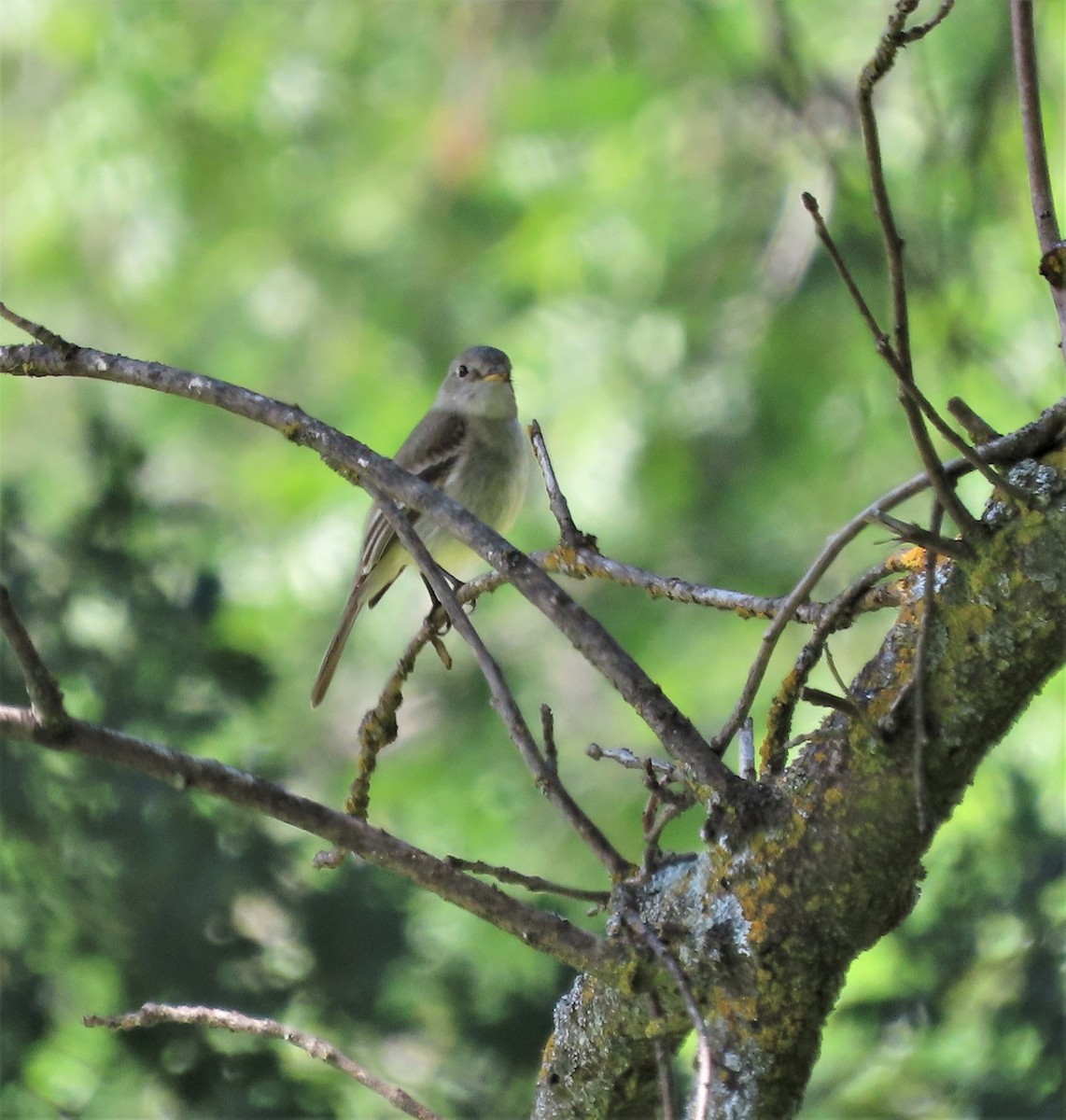 Gray Flycatcher - Robin Wolcott