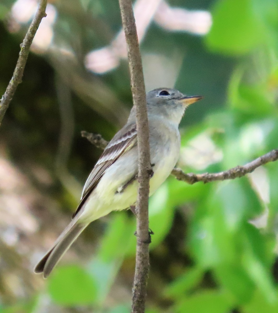 Gray Flycatcher - ML570224691