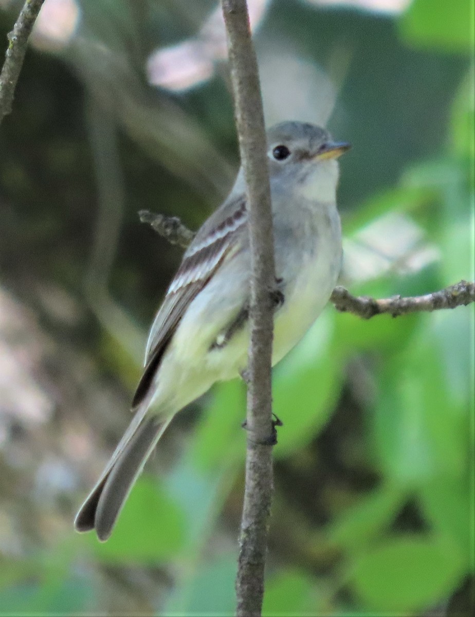 Gray Flycatcher - Robin Wolcott