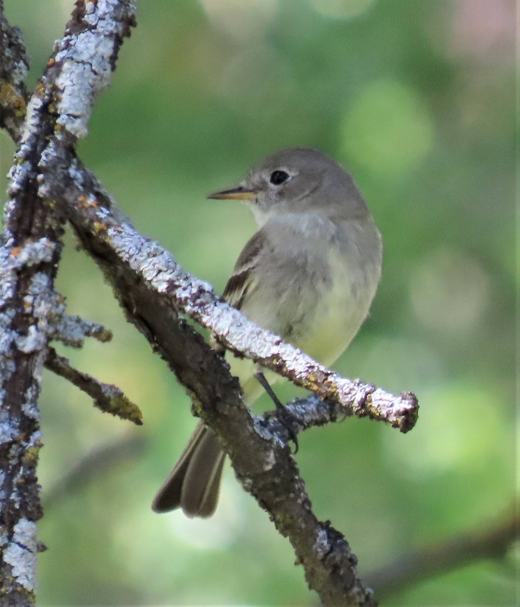 Gray Flycatcher - ML570224801