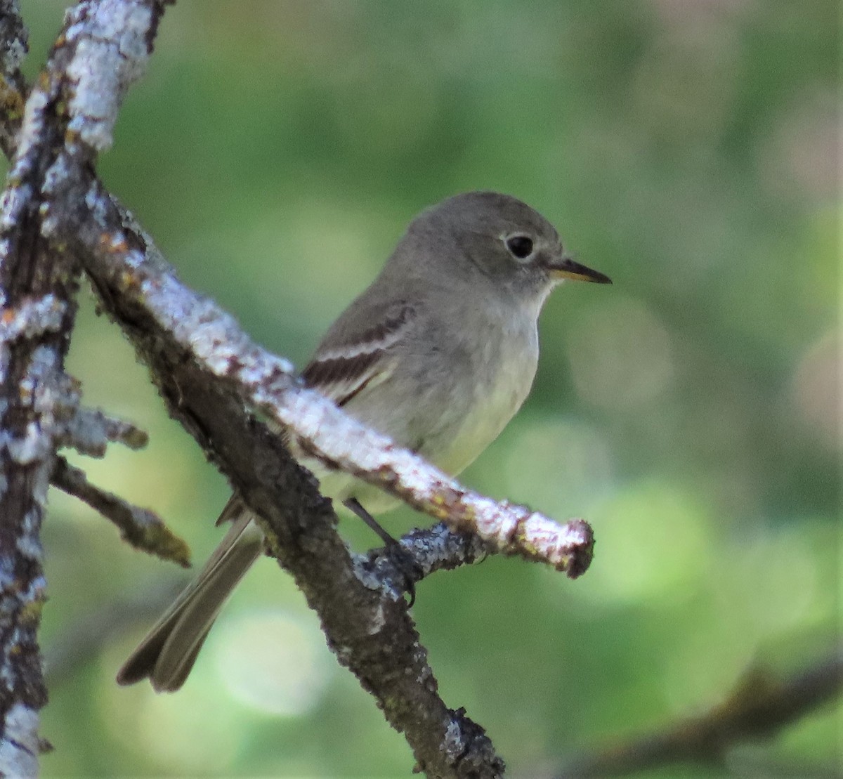 Gray Flycatcher - ML570224861