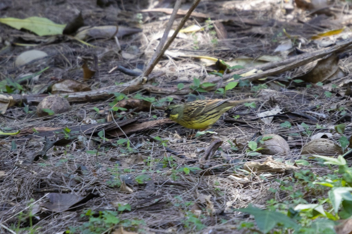 Masked Bunting - ML570225261