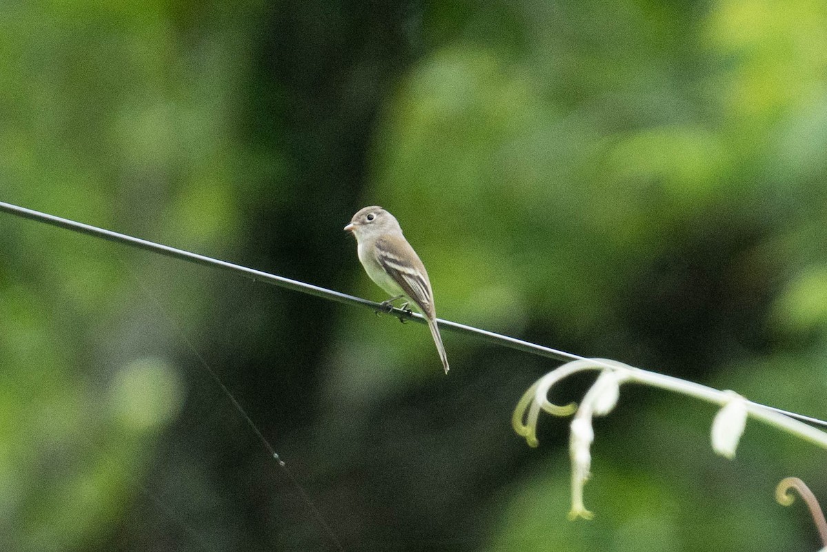 Least Flycatcher - ML570227971