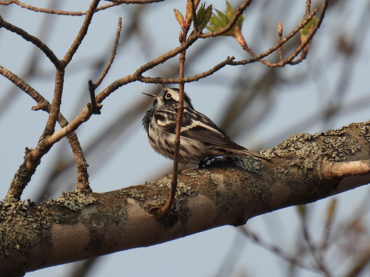 Black-and-white Warbler - Tim Flight