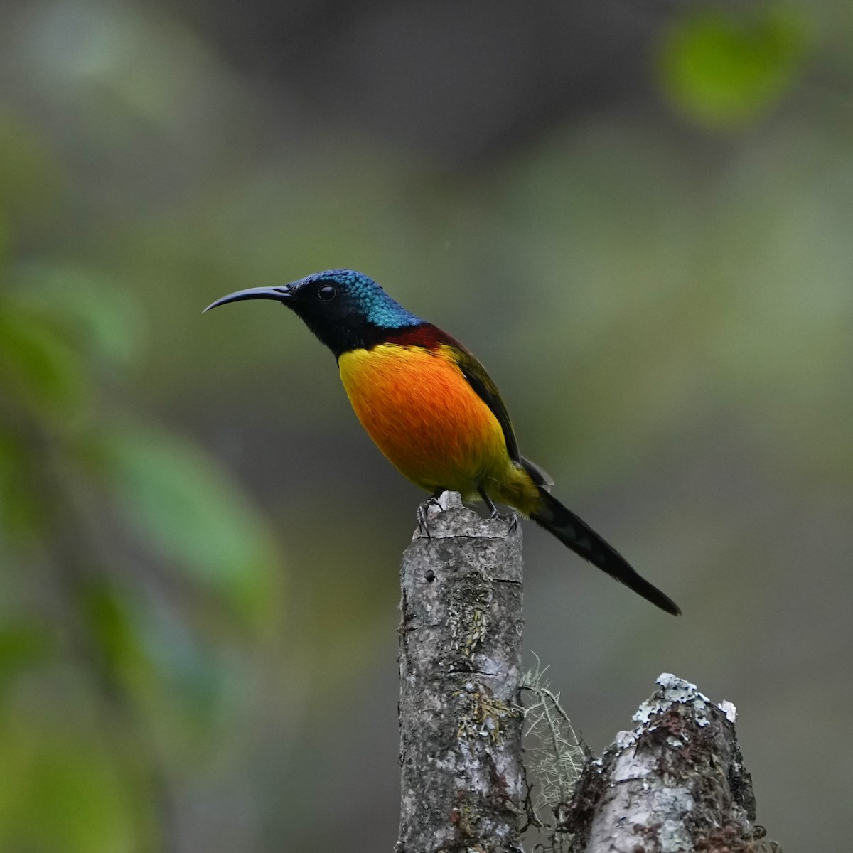 Mrs. Gould's Sunbird (Yellow-breasted) - ML570228891