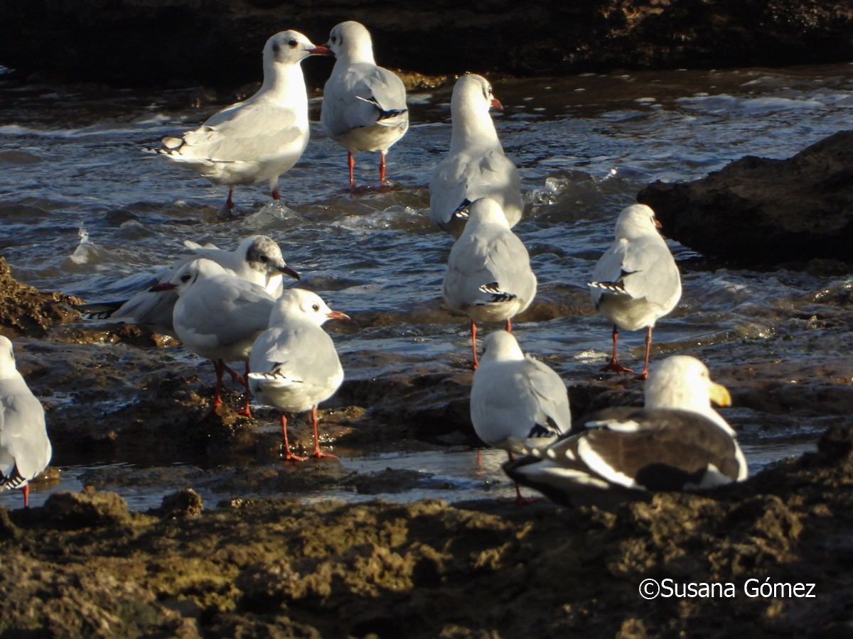 Brown-hooded Gull - ML570228911