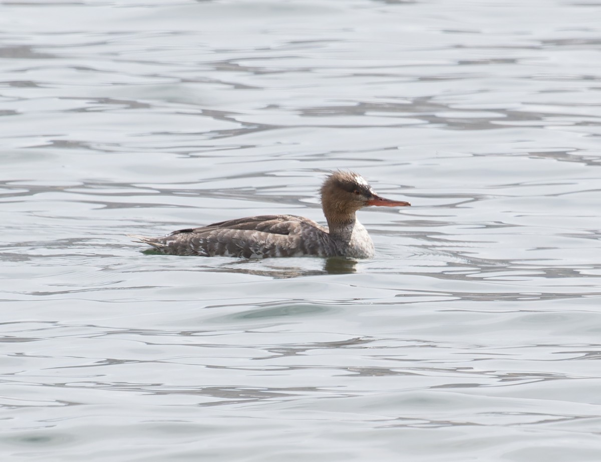 Red-breasted Merganser - ML570229251