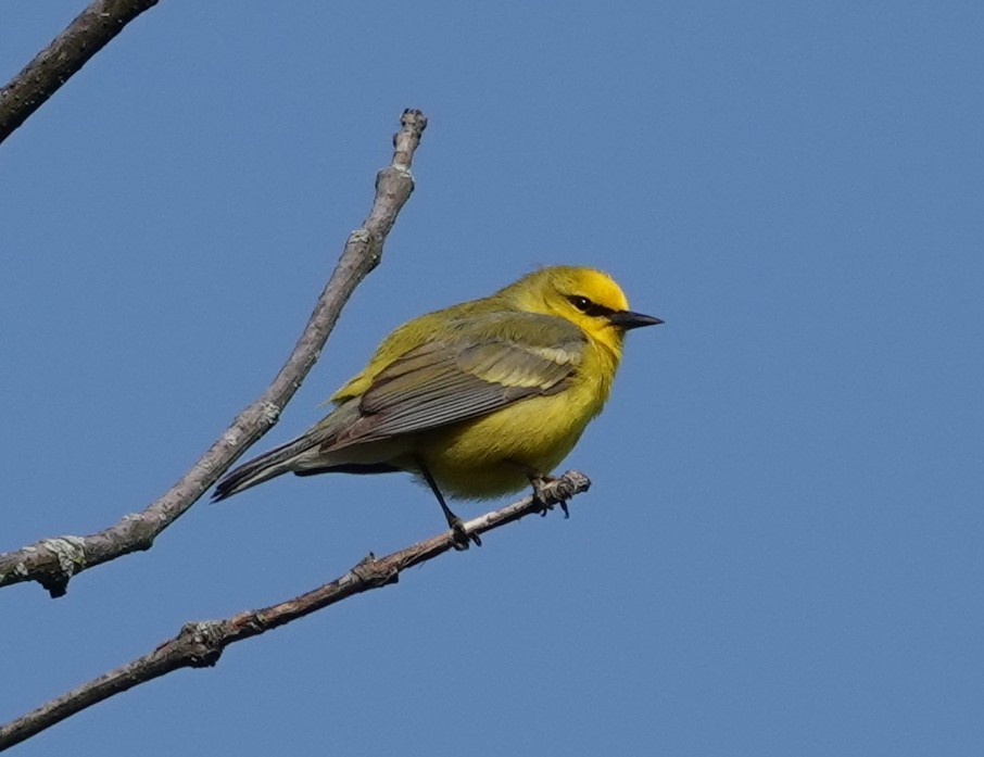 Blue-winged Warbler - ML570230211