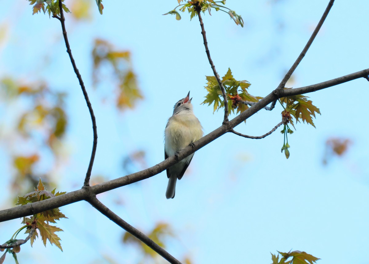 Warbling Vireo - ML570230711