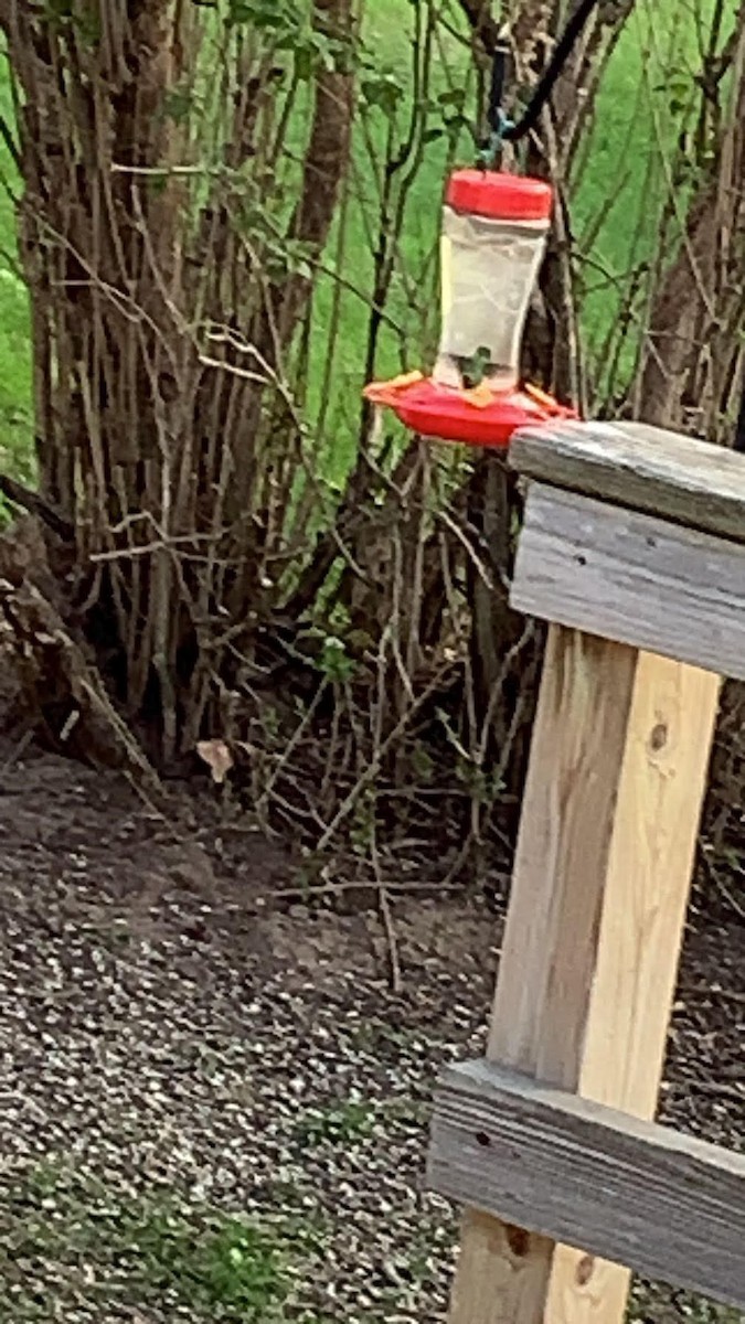 Ruby-throated Hummingbird - ML570231541