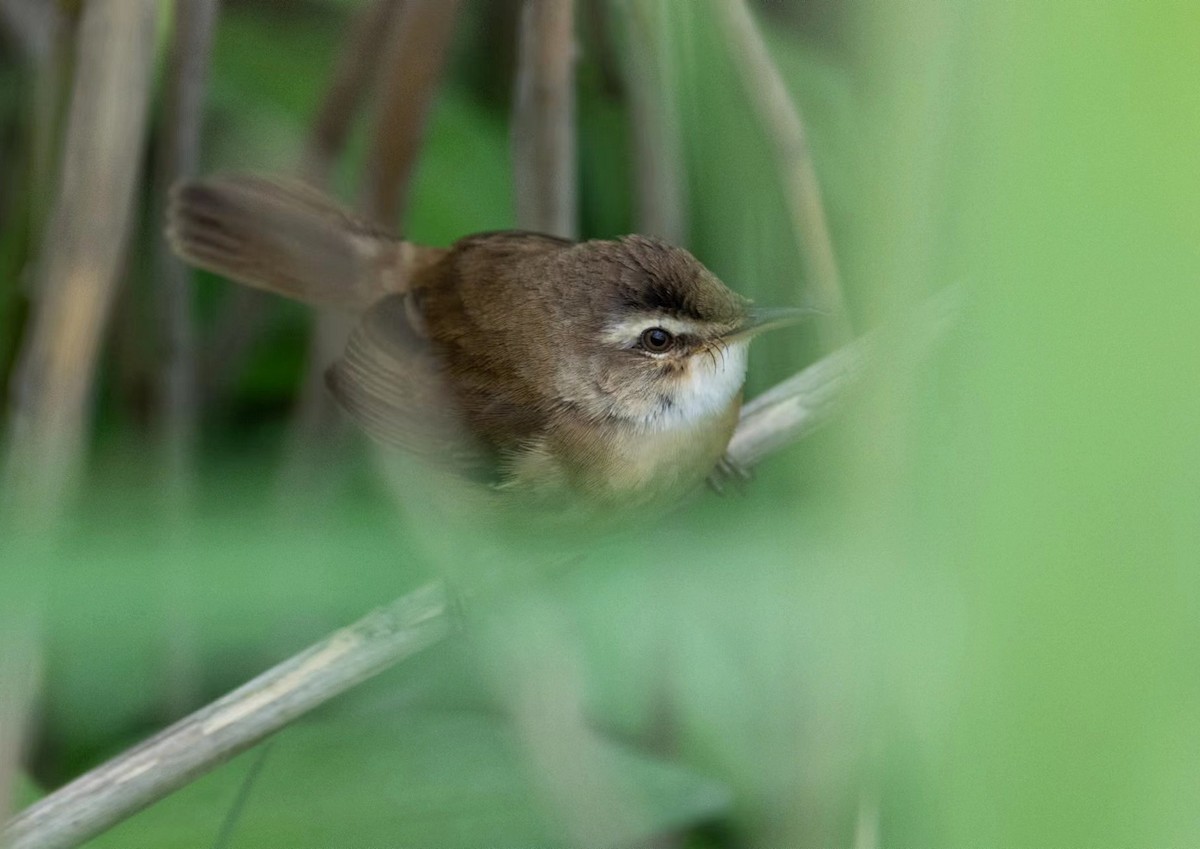Manchurian Reed Warbler - 浙江 重要鸟讯汇整