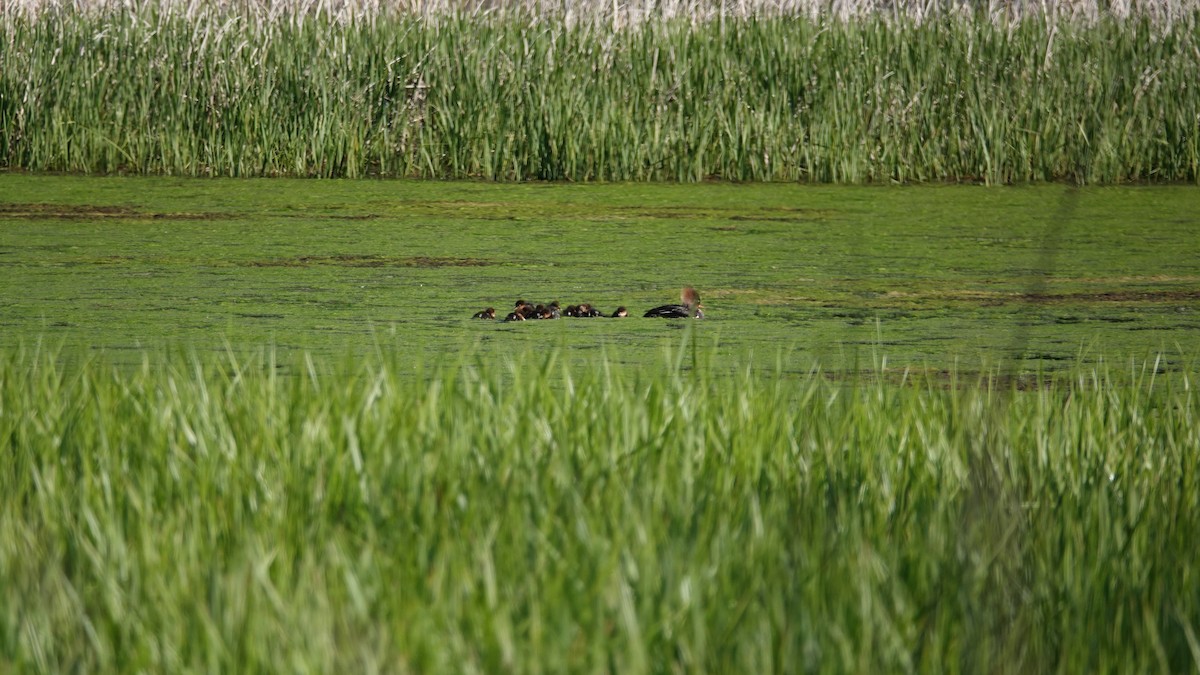 Hooded Merganser - ML570232951