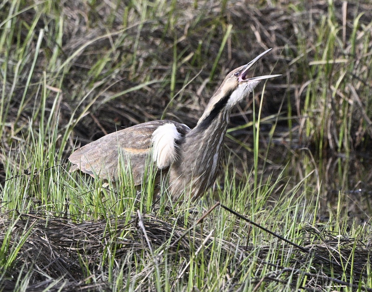 American Bittern - Thomas Oliver