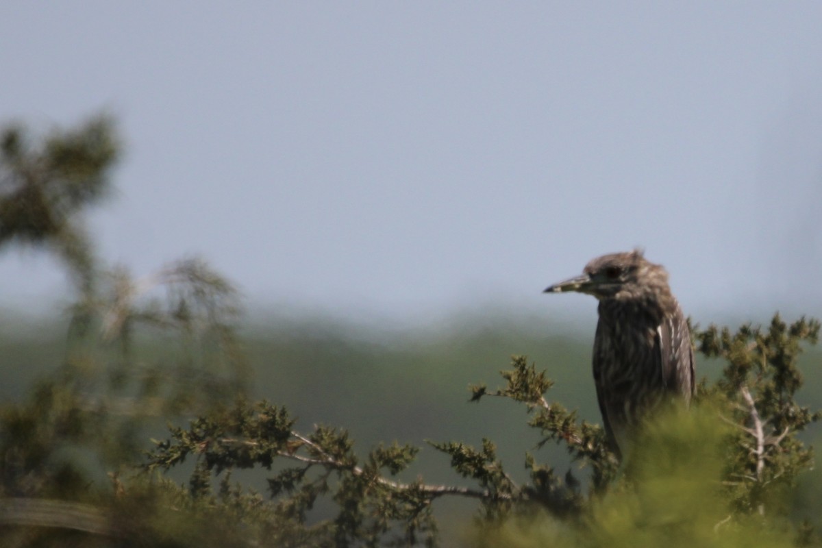 Black-crowned Night Heron - ML570236721