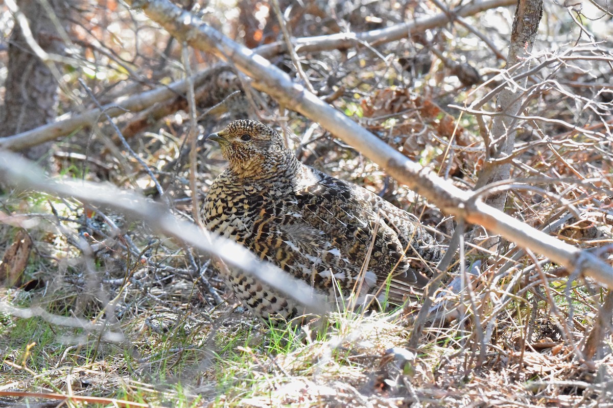 Spruce Grouse - ML57023731