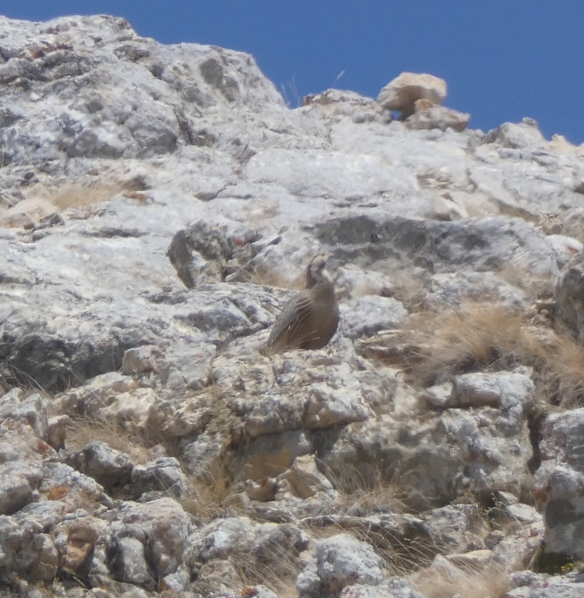 תרנגול שלג קווקזי - ML570237521