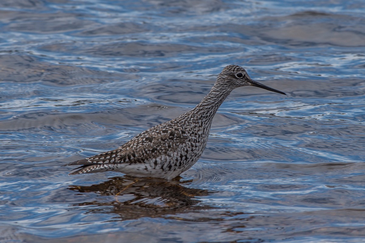 Greater Yellowlegs - ML57023941