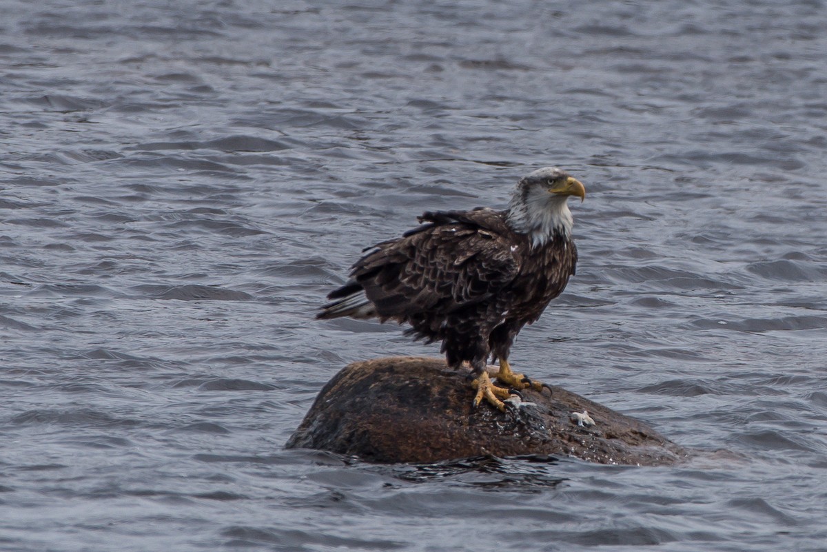 Bald Eagle - ML57023981