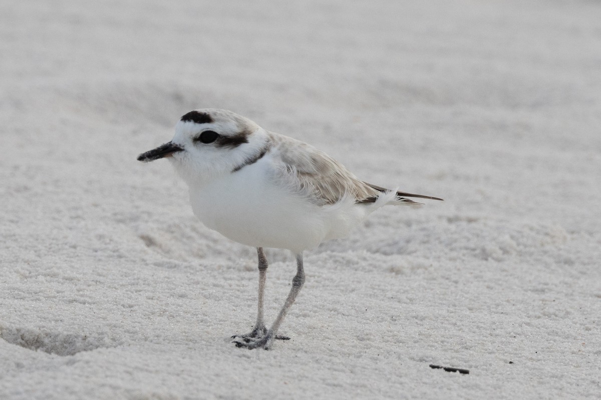 Snowy Plover - ML570239811