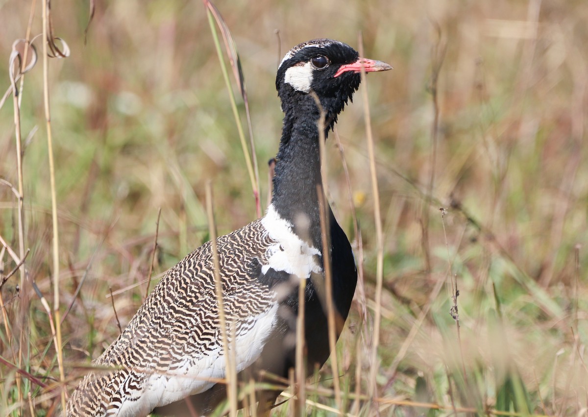 White-quilled Bustard - Herman Viviers