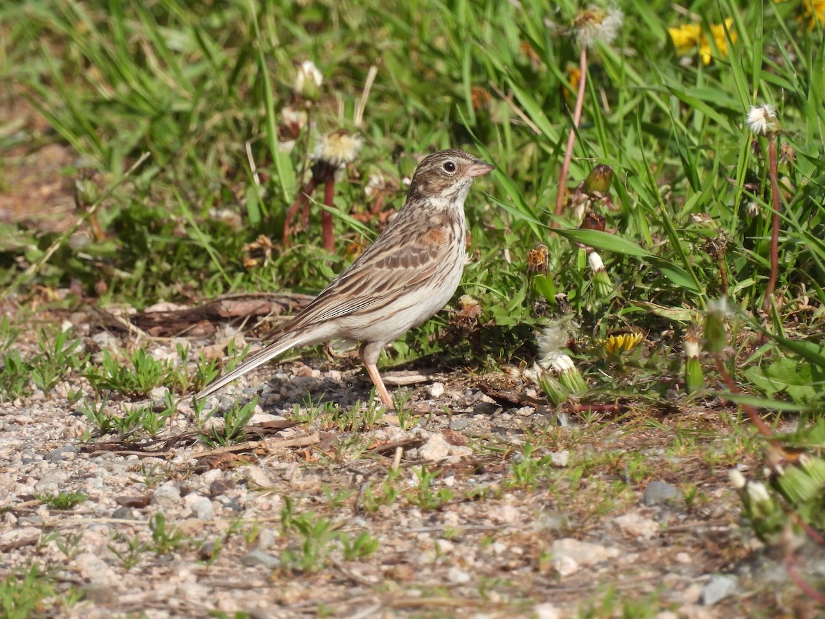 Vesper Sparrow - ML570241601