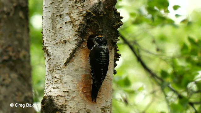 Дятел ялиновий (підвид fasciatus) - ML570242321