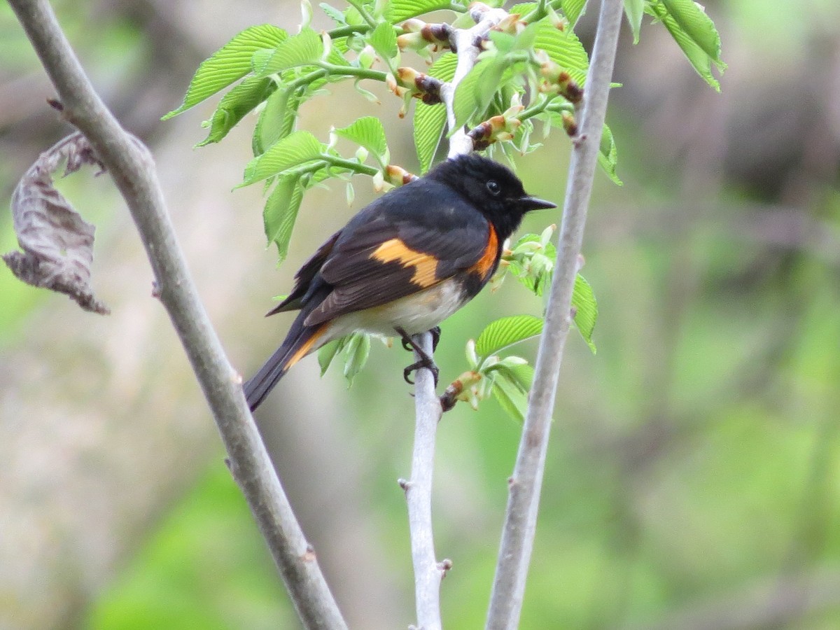 American Redstart - ML570245101