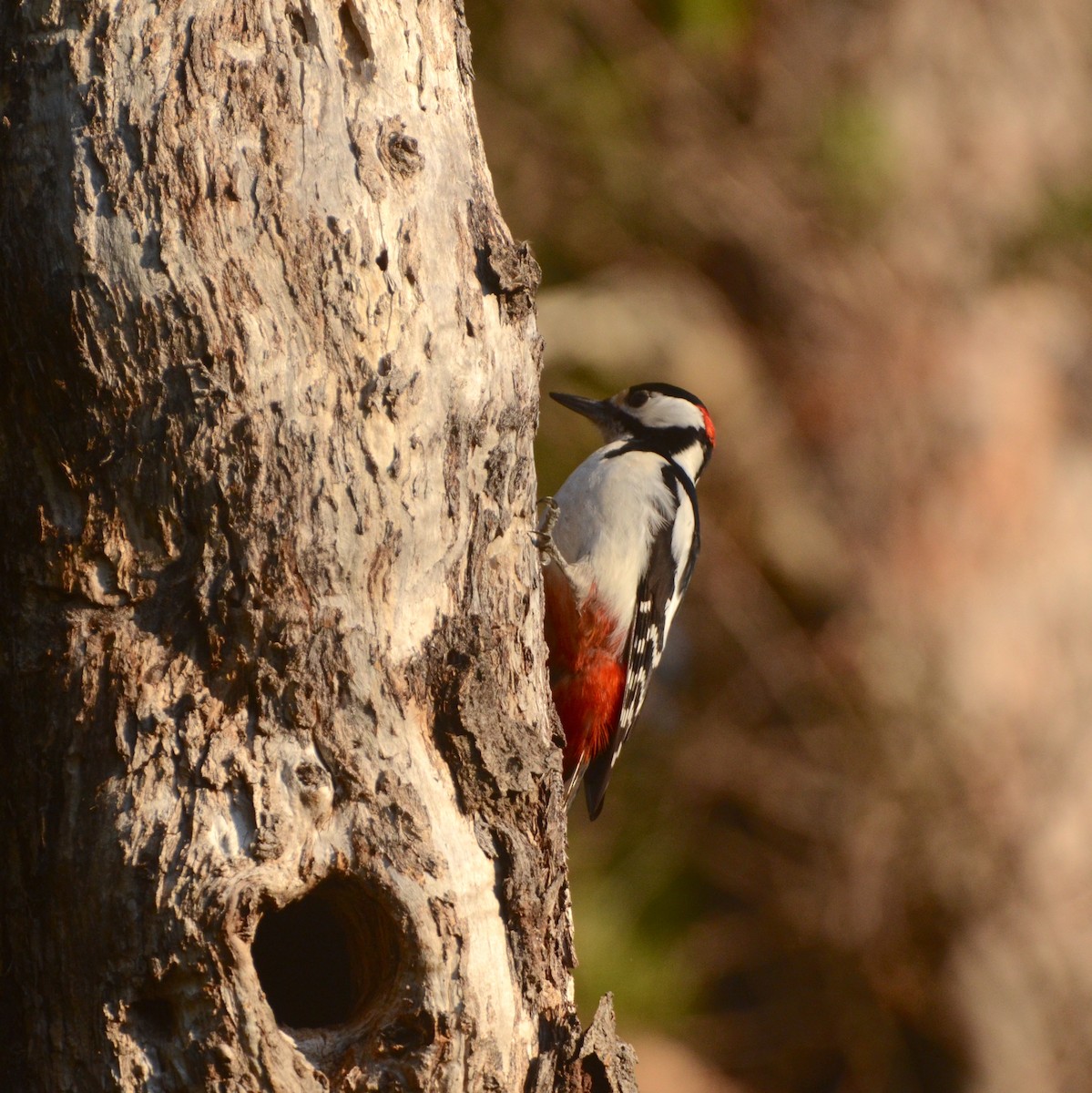Great Spotted Woodpecker - ML570245631