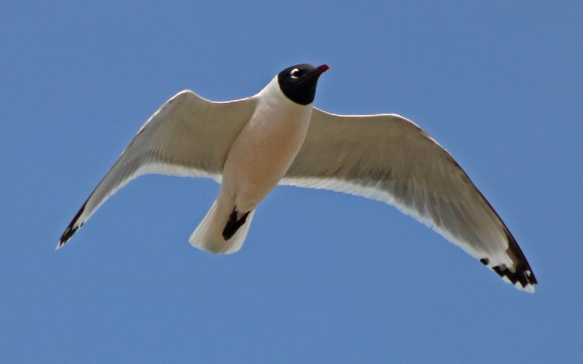 Franklin's Gull - ML57024571