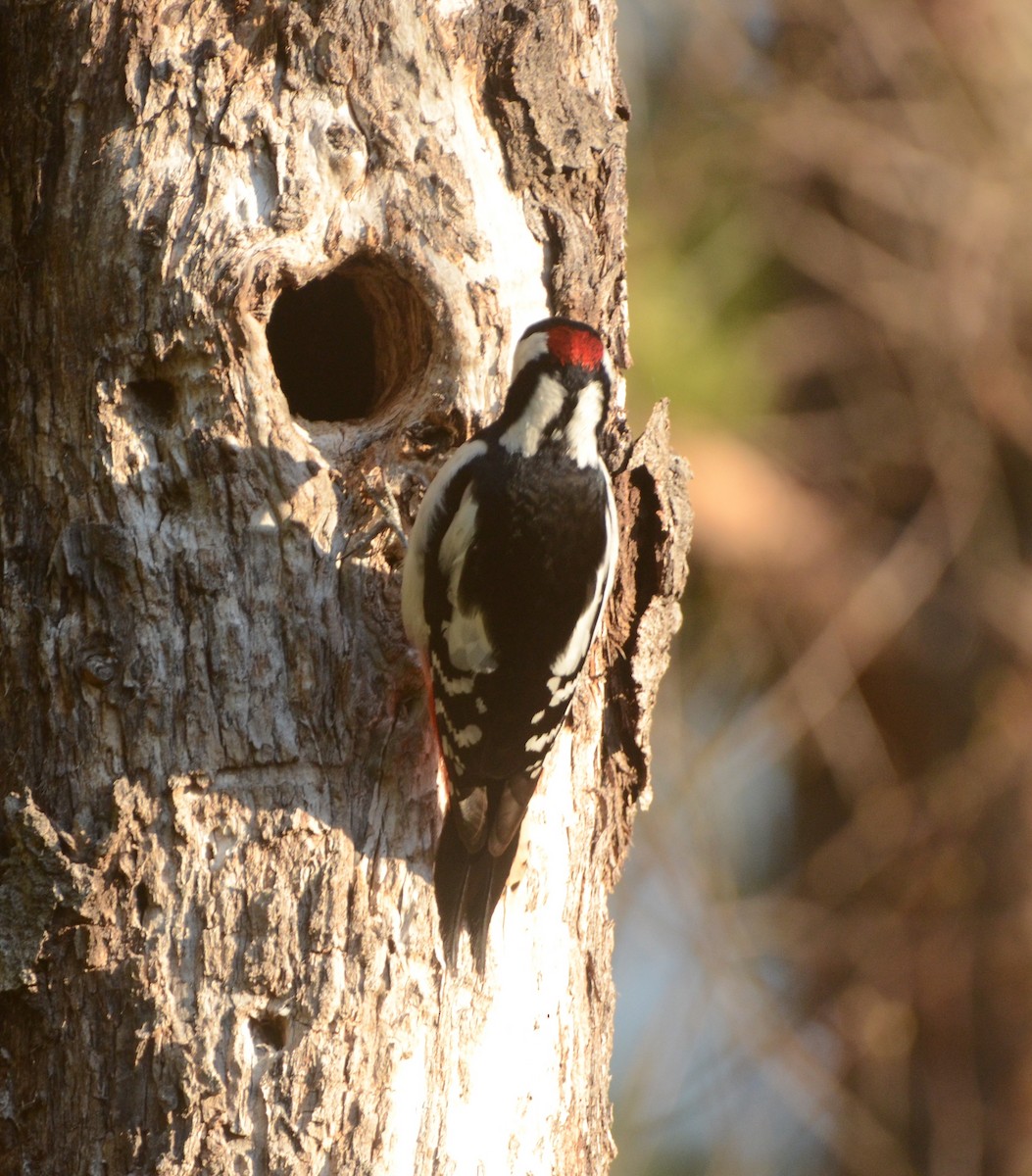 Great Spotted Woodpecker - ML570245821