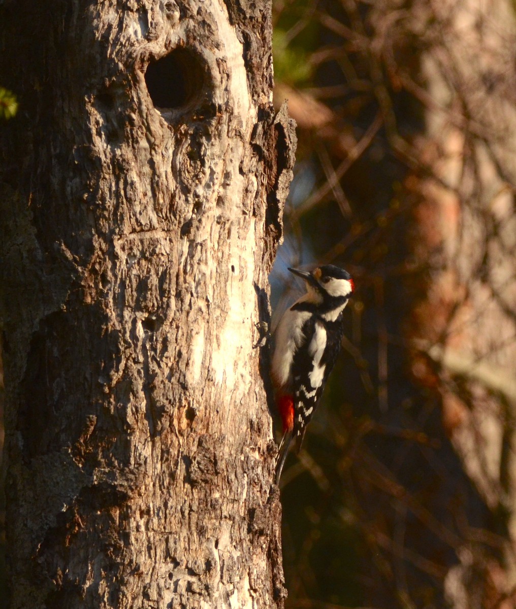 Great Spotted Woodpecker - ML570245951