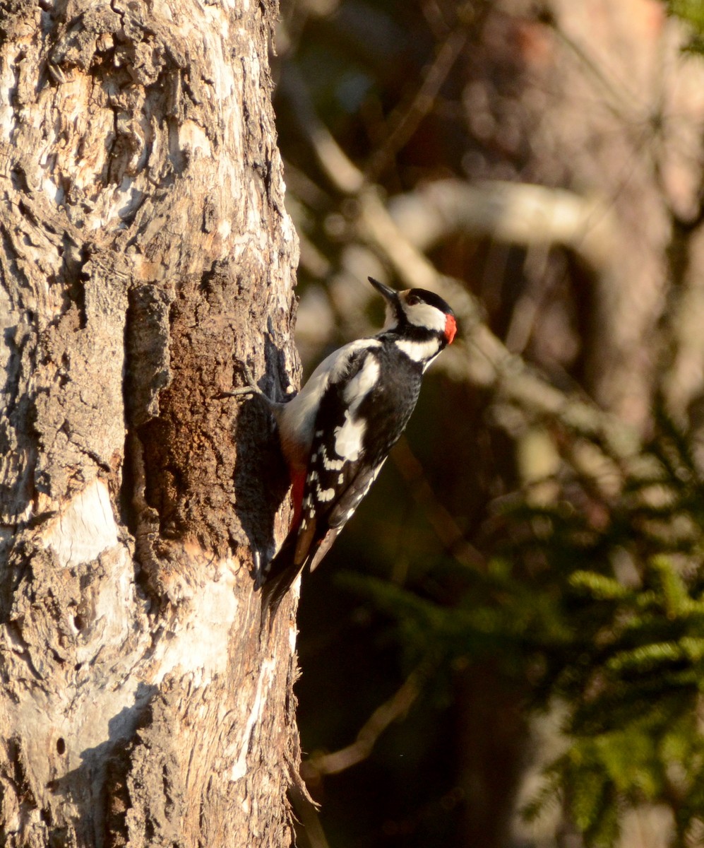 Great Spotted Woodpecker - ML570246141