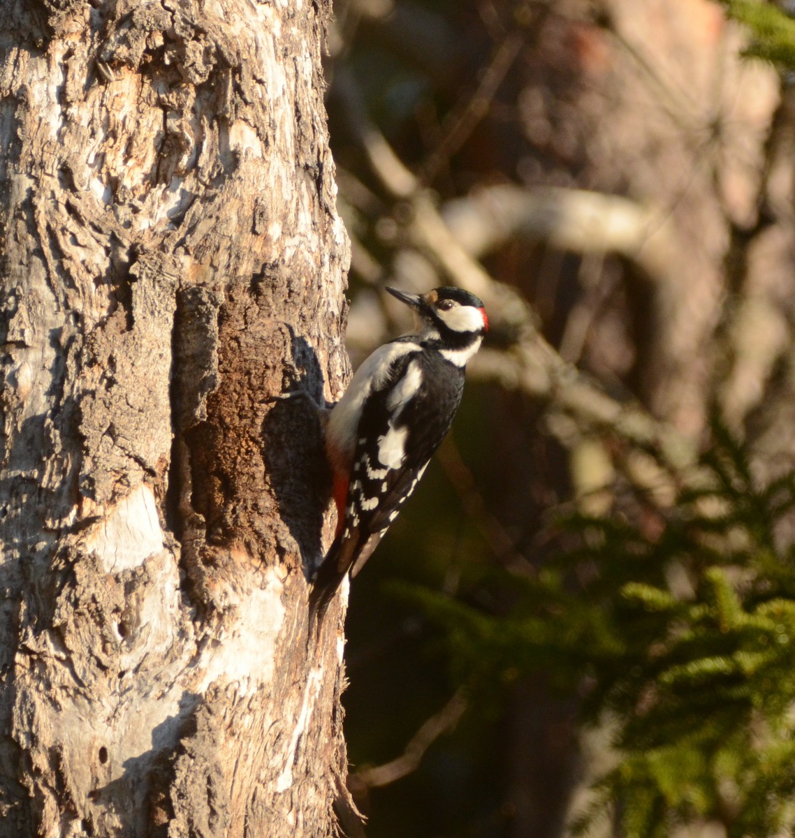 Great Spotted Woodpecker - ML570246201
