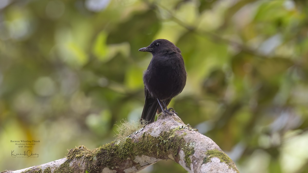 Борнейская синяя птица - ML570246291