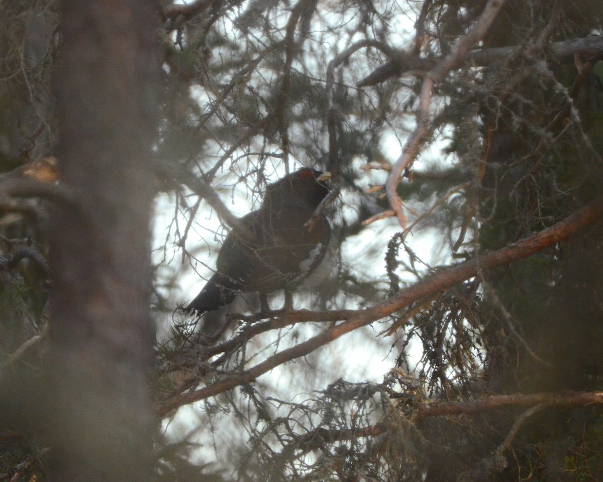 Western Capercaillie - ML570246331