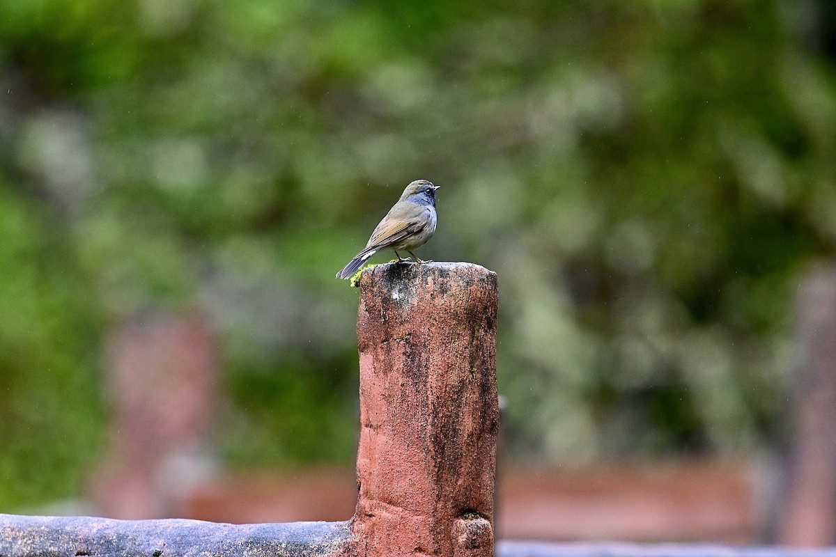 Rufous-gorgeted Flycatcher - ML570246951