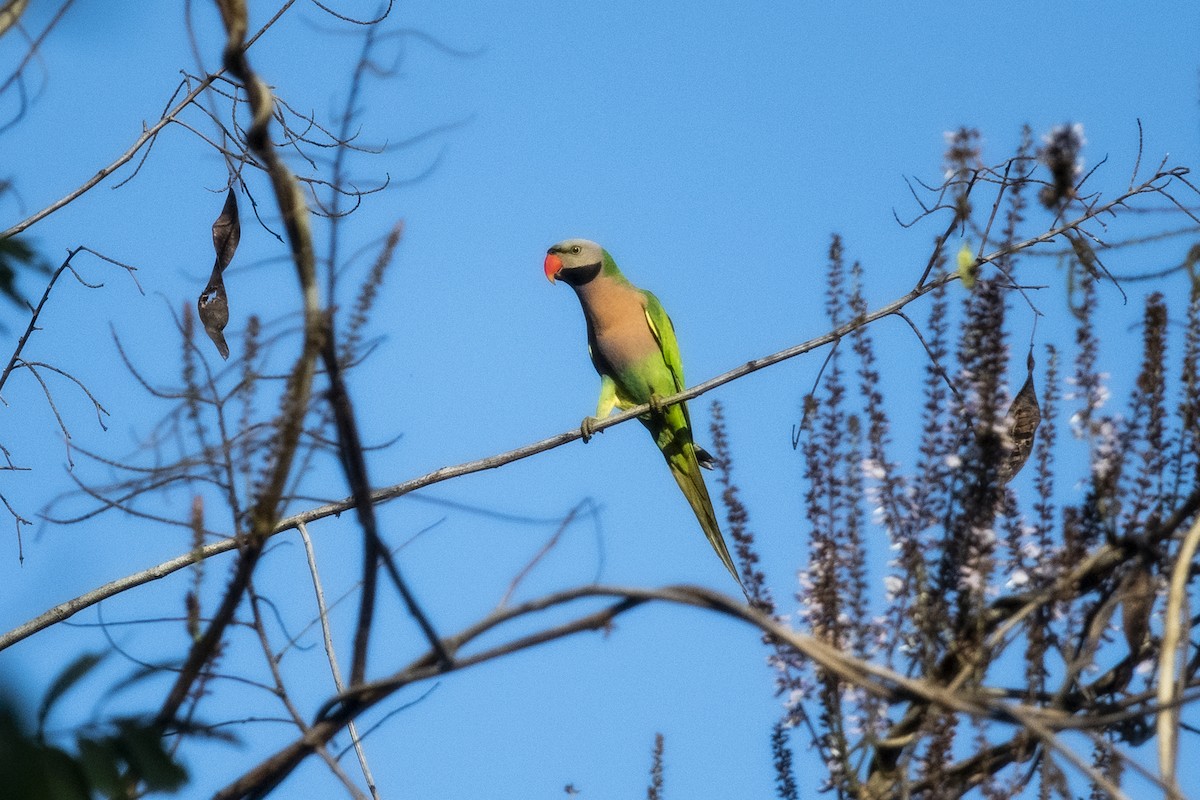 Red-breasted Parakeet - ML570247101