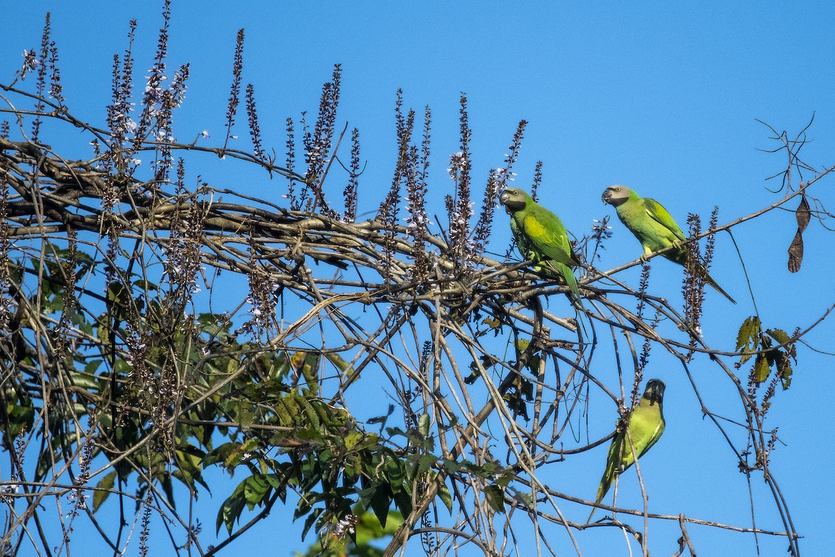 Red-breasted Parakeet - ML570247111