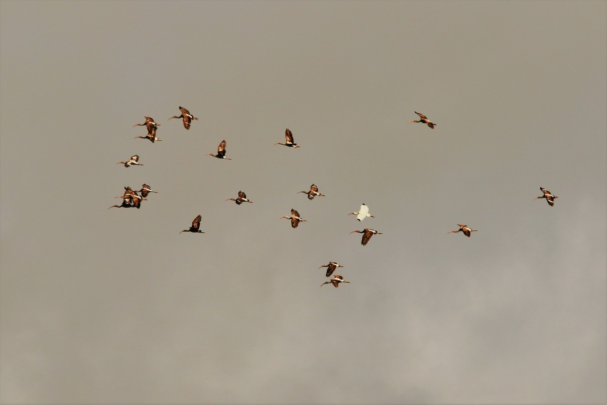 White Ibis - ML57024781