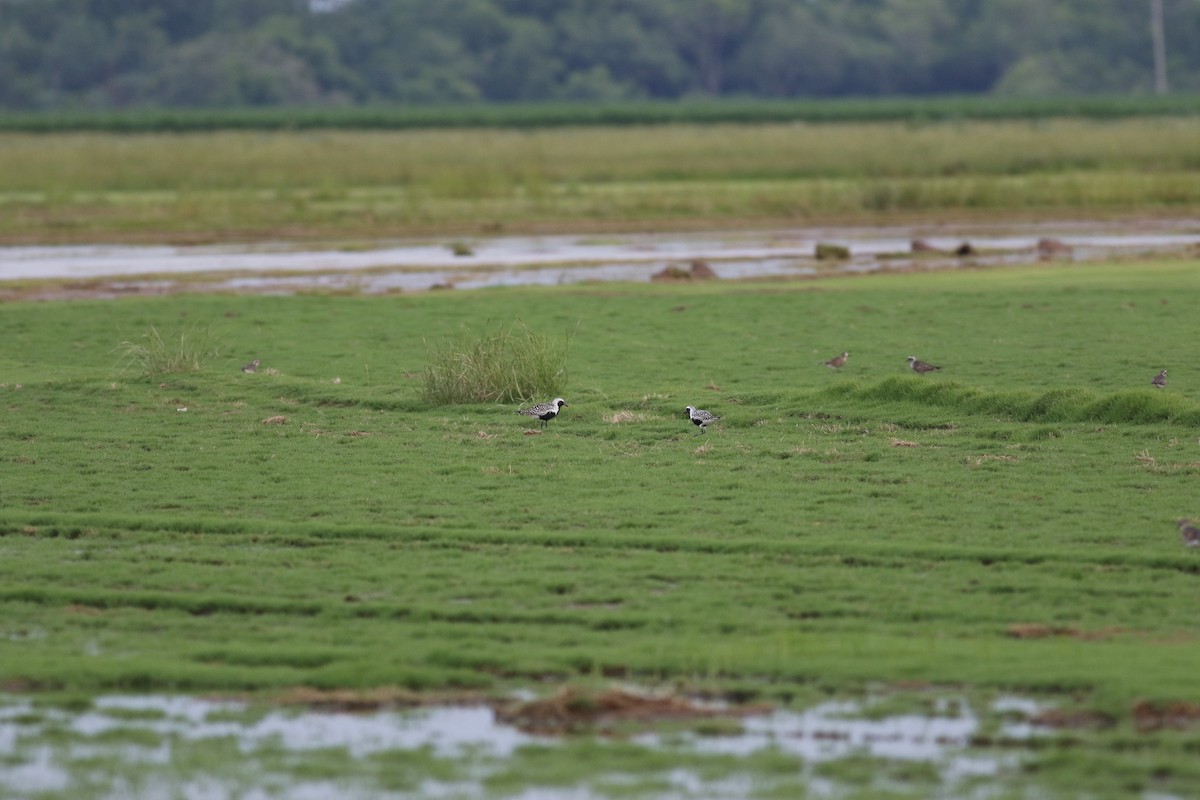 Black-bellied Plover - ML570248941