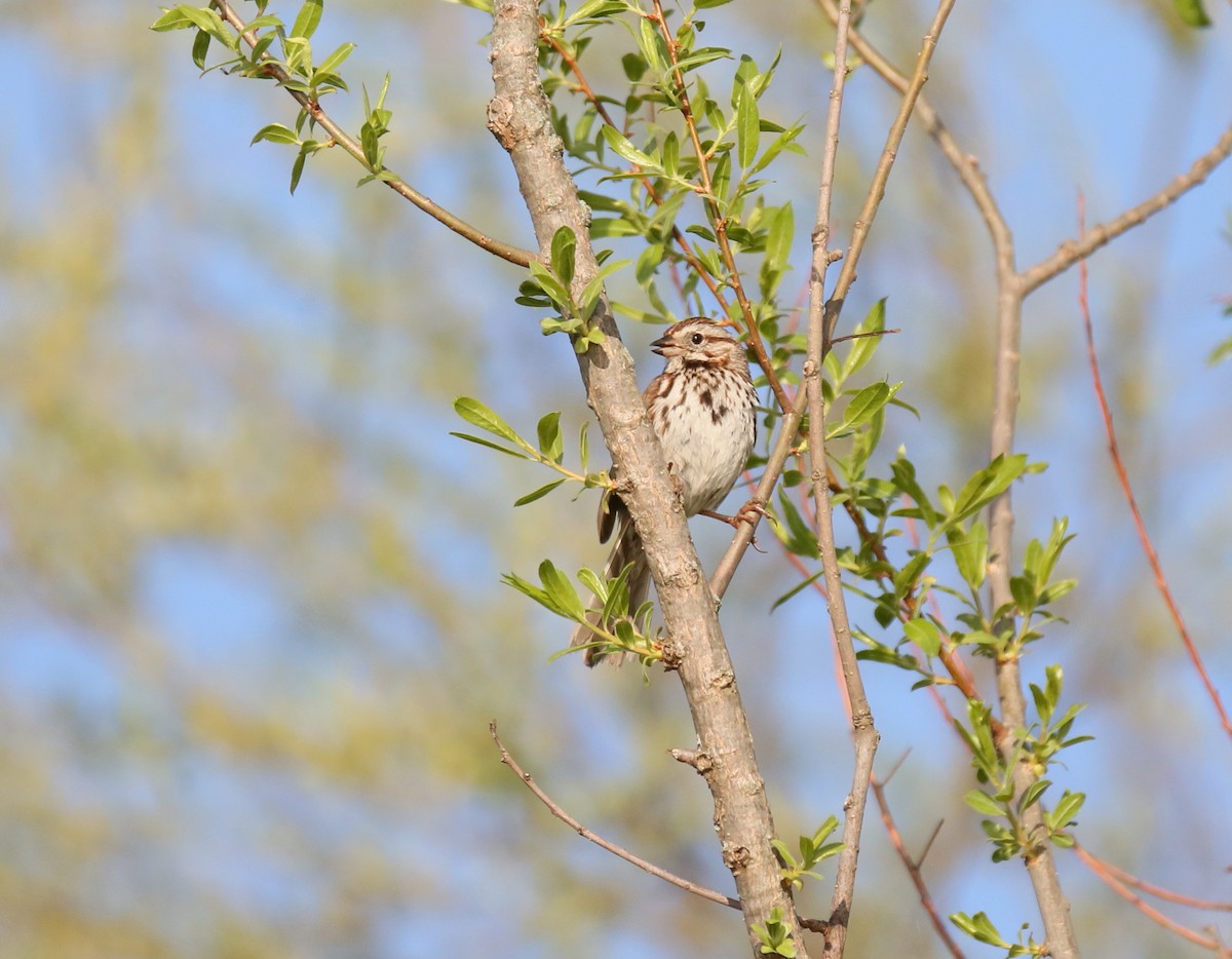 Song Sparrow - ML570249651