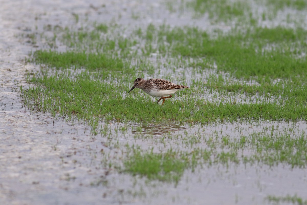 pygmésnipe - ML570249811