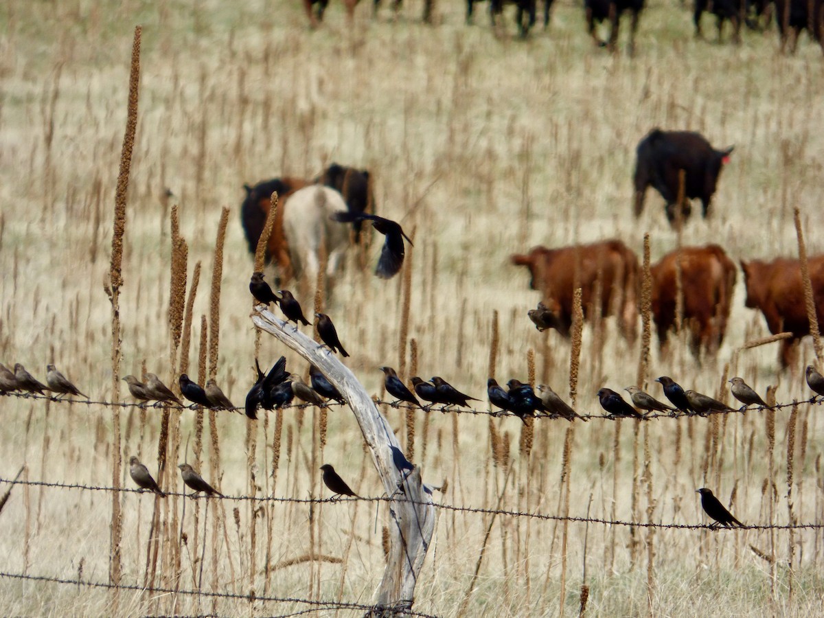 Brown-headed Cowbird - ML57024991