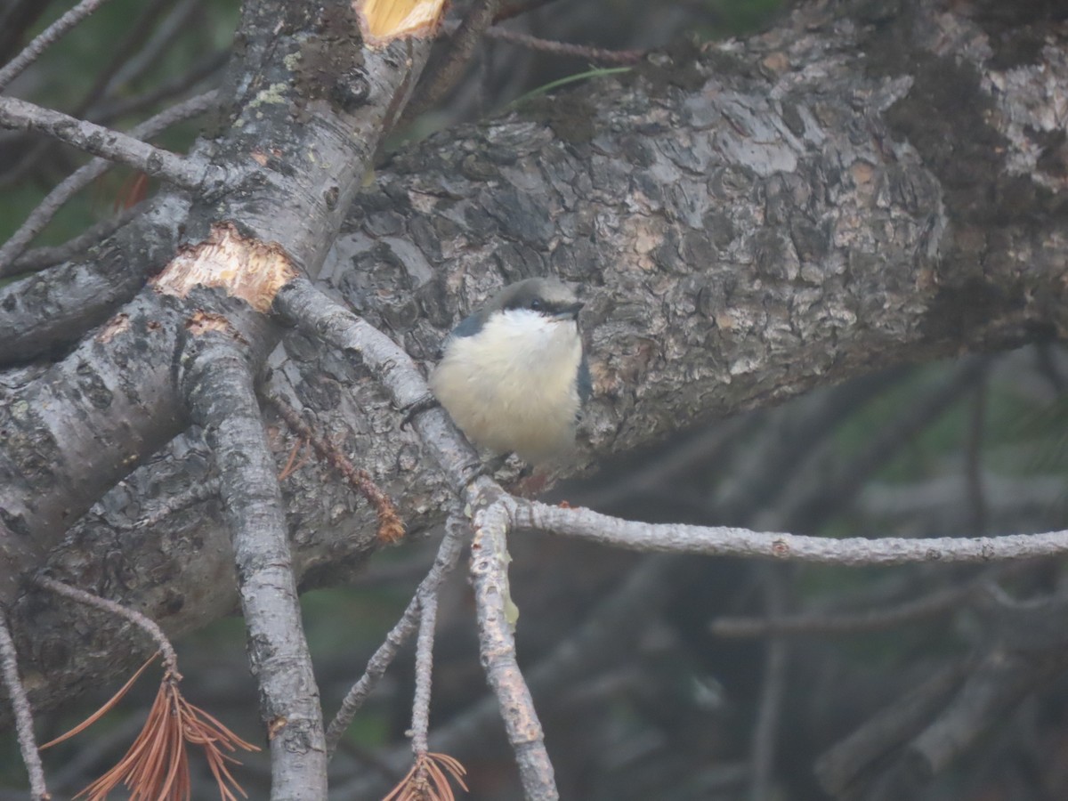 Pygmy Nuthatch - ML570250001