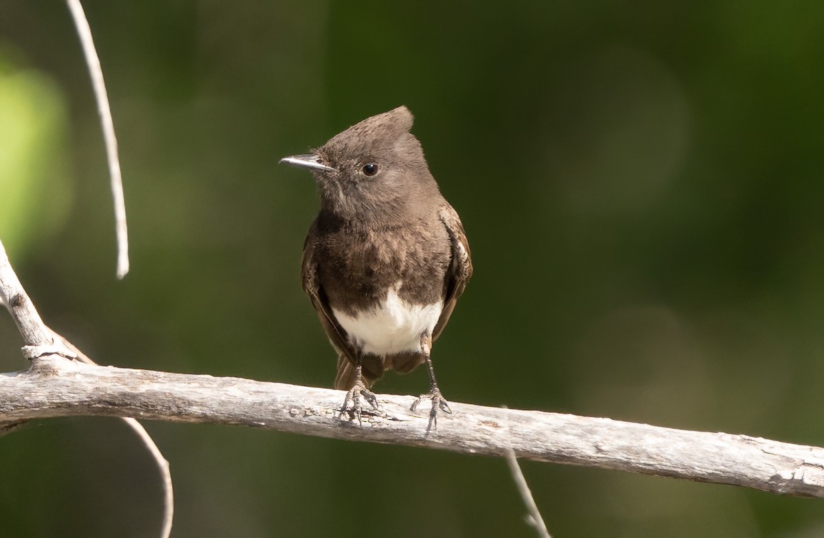 Black Phoebe - ML570250021