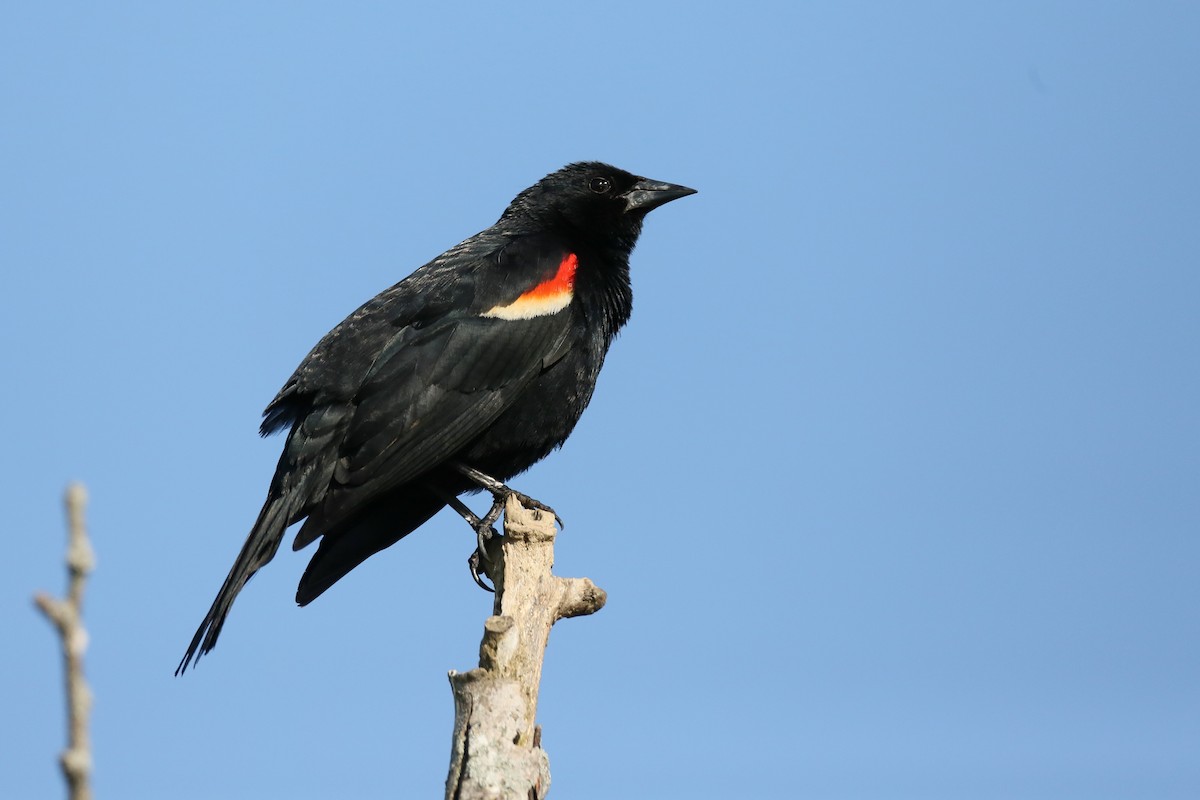 Red-winged Blackbird - ML570250221